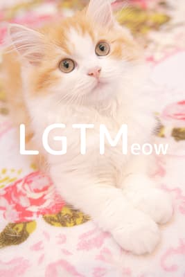 lgtm-cat-image